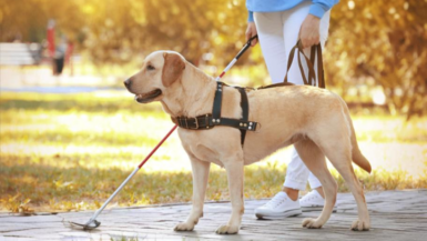 Des chiens-guides pour enfants aveugles financés grâce à des dons récoltés par CDiscount