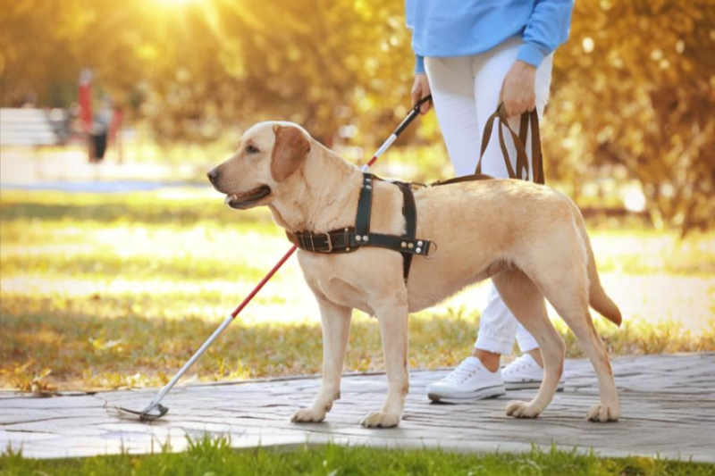 Des chiens-guides pour enfants aveugles financés grâce à des dons récoltés par CDiscount