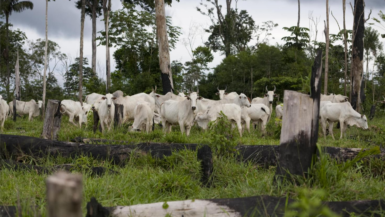 Le géant brésilien du boeuf JBS annonce un plan contre la déforestation de l’Amazonie