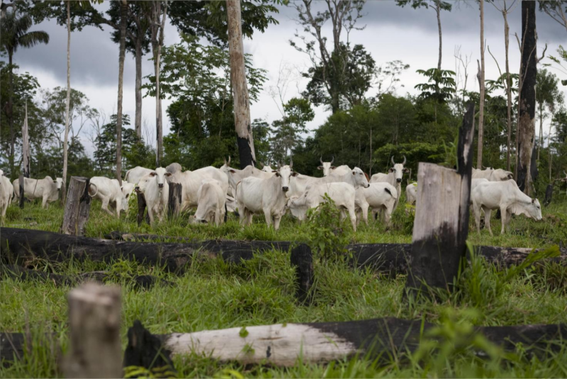 Le géant brésilien du boeuf JBS annonce un plan contre la déforestation de l’Amazonie