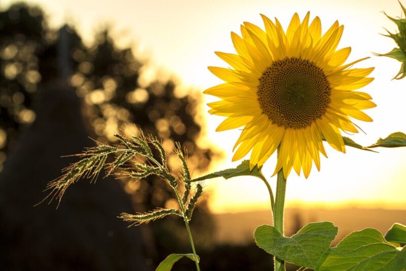 Le prix de l’huile de tournesol flambe