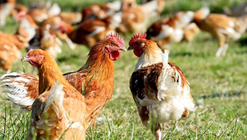 Lidl renforce ses engagements en faveur du bien-être des poulets