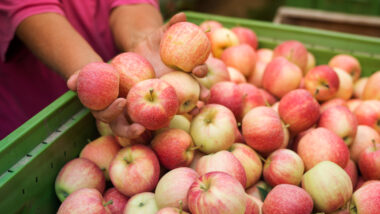 pommes france