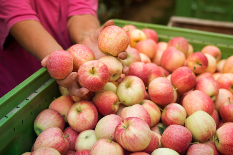 pommes france